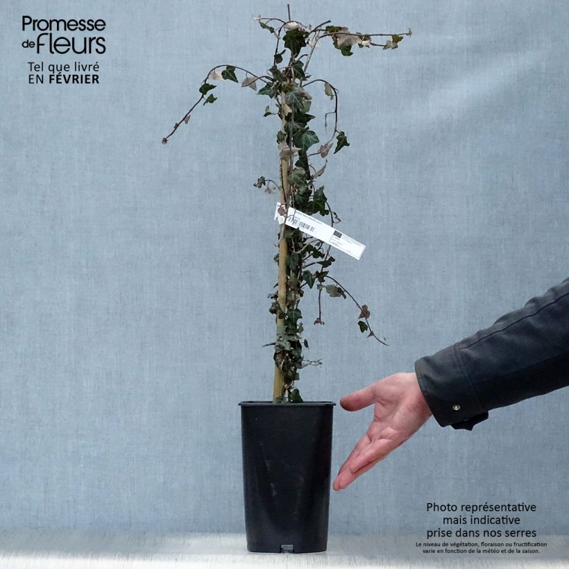 Exemplar von Efeu Needlepoint - Hedera helix Topf mit 2L/3L wie im Winter geliefert