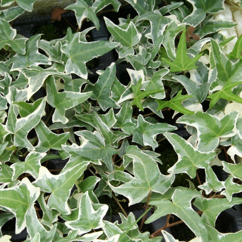 Efeu Sagittifolia Variegata - Hedera helix (Foliage)