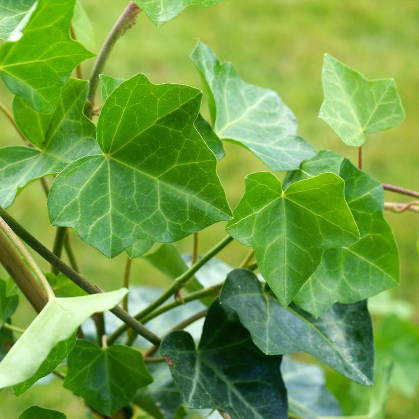 Efeu Woerner - Hedera helix (Foliage)