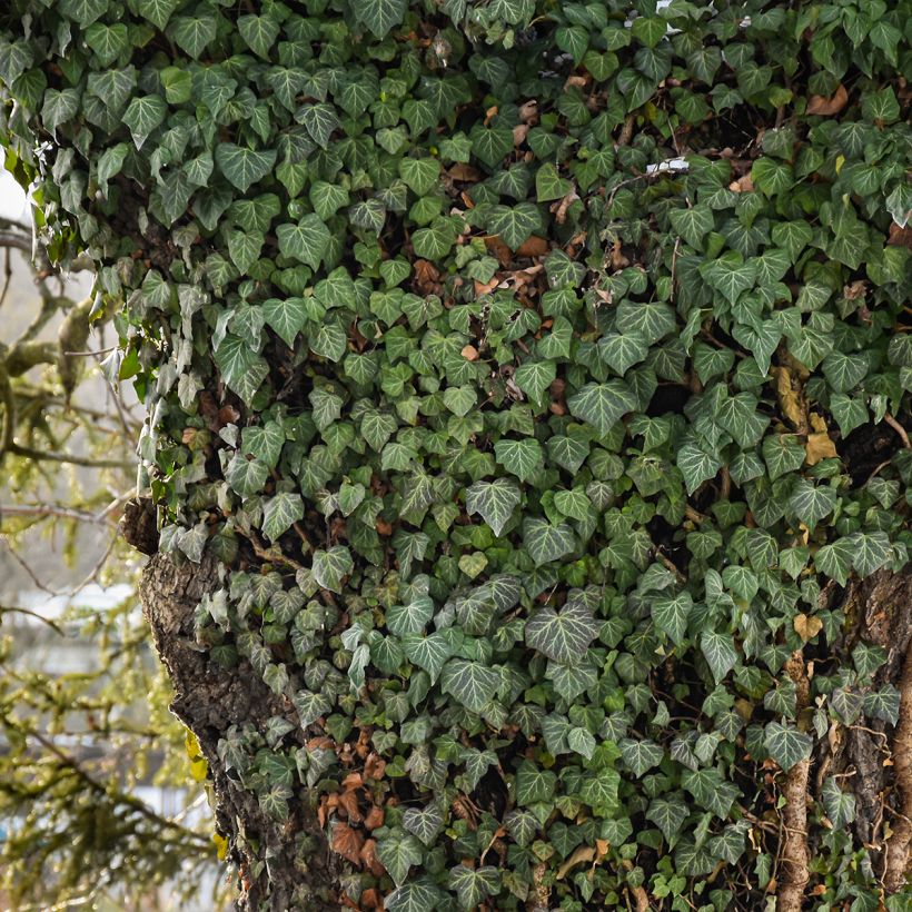 Efeu Woerner - Hedera helix (Plant habit)