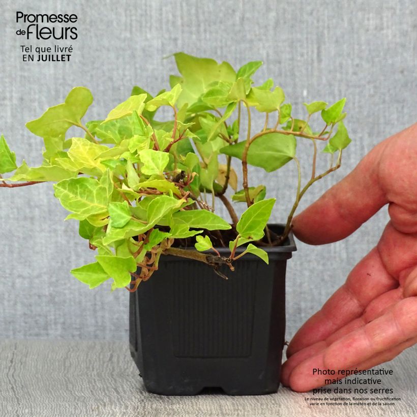 Exemplar von Gemeiner Efeu - Hedera helix Kleine Töpfe von 8/9 cm wie im Sommer geliefert