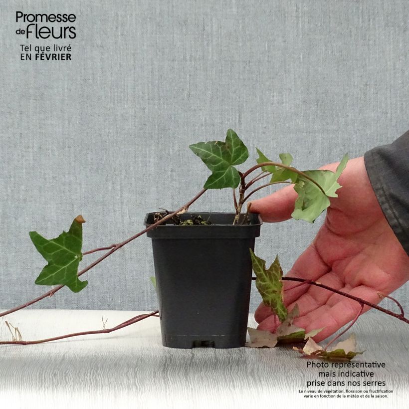 Exemplar von Gemeiner Efeu - Hedera helix Kleine Töpfe von 8/9 cm wie im Winter geliefert