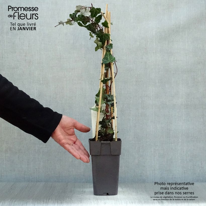 Exemplar von Gemeiner Efeu - Hedera helix Topf mit 2L/3L wie im Winter geliefert