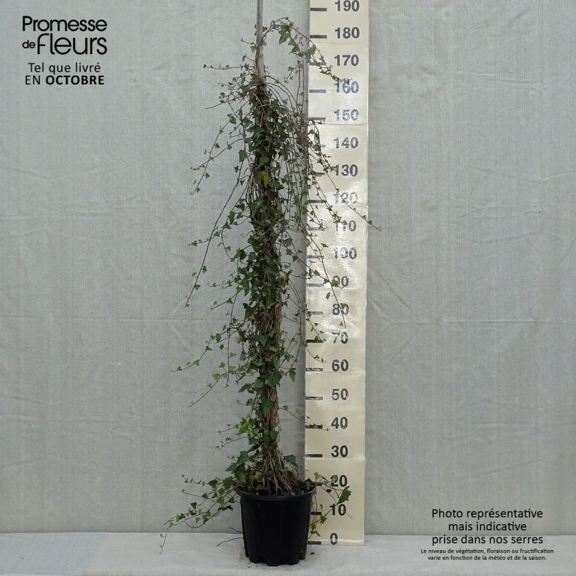 Example of Gemeiner Efeu - Hedera helix Topf mit 4L/5L as you get in automne