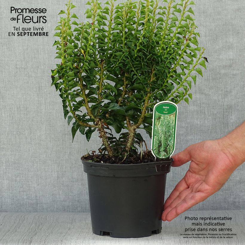 Example of Efeu Erecta - Hedera helix Topf mit 2L/3L as you get in automne