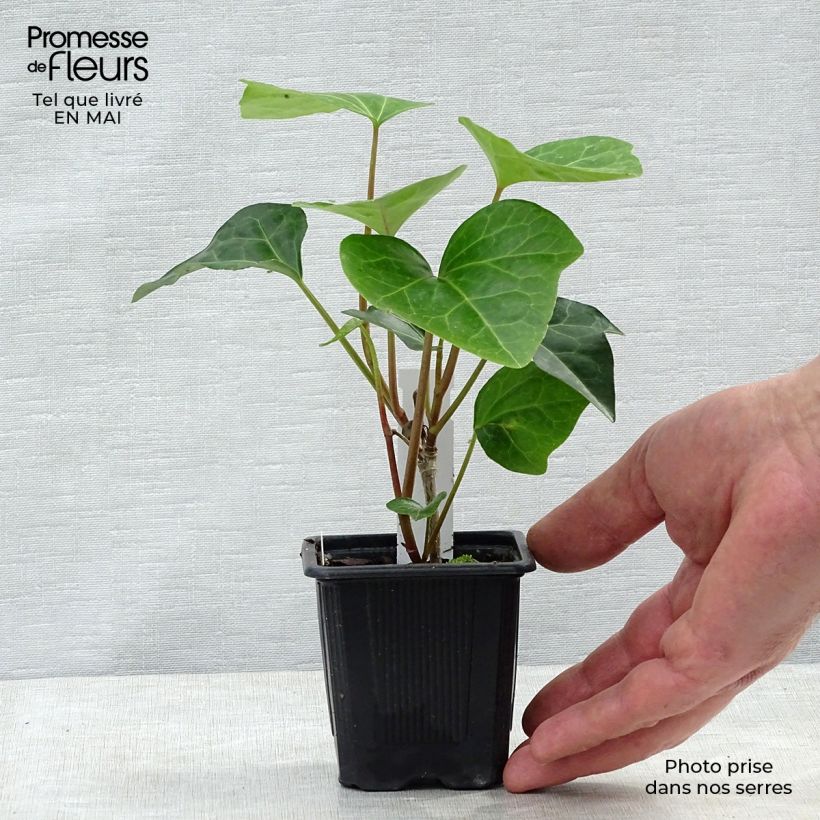 Exemplar von Hedera algeriensis Algerian Bellecour - Algerischer Efeu Kleine Töpfe von 7/8 cm wie im Frühjahr geliefert