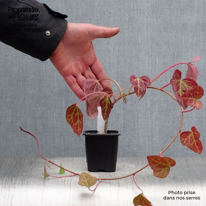 Exemplar von Hedera algeriensis Algerian Bellecour - Algerischer Efeu Kleine Töpfe von 7/8 cm wie im Winter geliefert