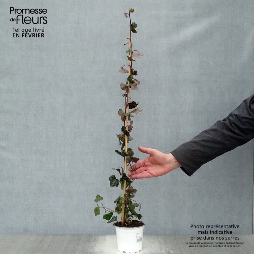 Exemplar von Hedera hibernica - Irischer Efeu Topf mit 1L/1,5L wie im Winter geliefert