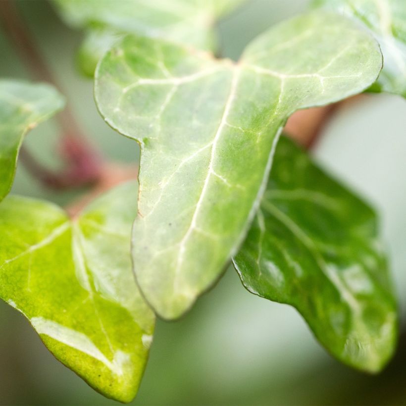 Efeu Jake - Hedera helix (Foliage)