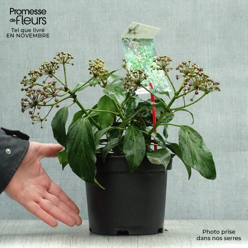 Example of Hedera colchica Arborescens - Kaukasus Efeu Topf mit 2L/3L as you get in automne