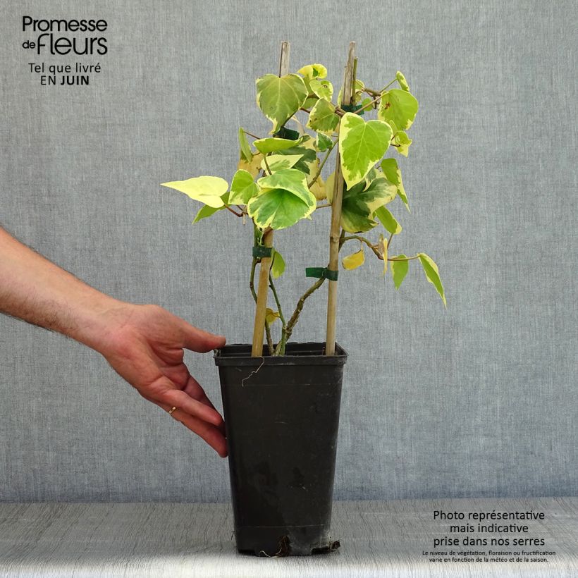 Exemplar von Hedera colchica Dentata Variegata - Kaukasus Efeu Topf mit 2L/3L wie im Frühjahr geliefert