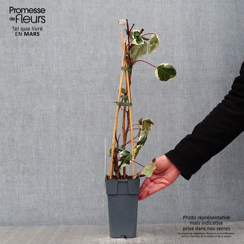 Exemplar von Hedera colchica Dentata Variegata - Kaukasus Efeu Topf mit 1L/1,5L wie im Winter geliefert