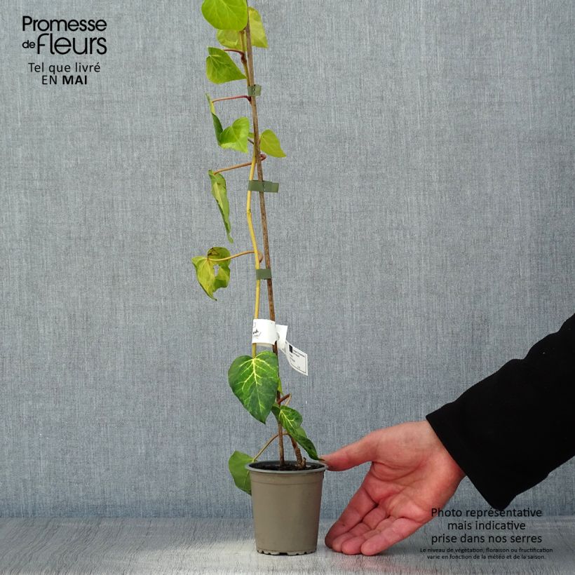 Exemplar von Hedera colchica Sulphur Heart - Kaukasus Efeu Kleine Töpfe von 8/9 cm wie im Frühjahr geliefert