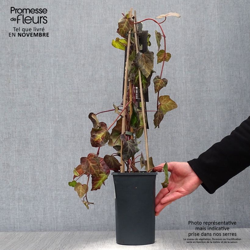 Example of Hedera colchica Sulphur Heart - Kaukasus Efeu Topf mit 1,5L/2L as you get in automne
