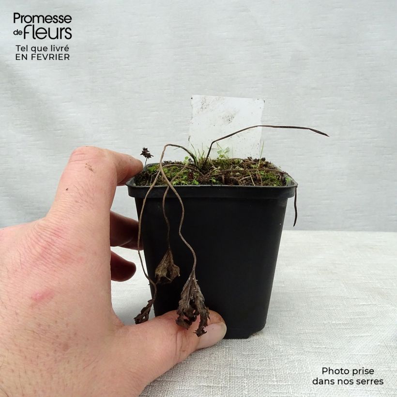 Exemplar von Ligularia Osiris Cafe Noir - Goldkolben Kleine Töpfe von 8/9 cm wie im Winter geliefert