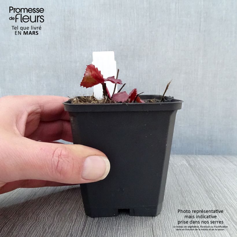 Exemplar von Ligularia dentata Desdemona - Strauß-Goldkolben Kleine Töpfe von 8/9 cm wie im Frühjahr geliefert