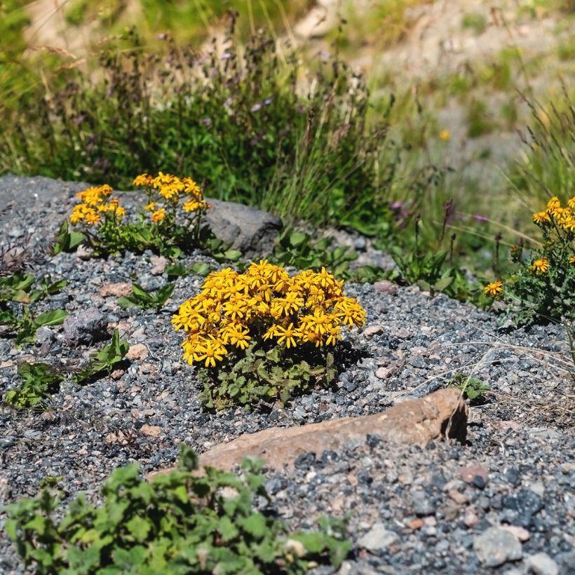 Ligularia dentata Desdemona - Strauß-Goldkolben (Plant habit)
