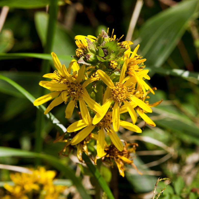 Ligularia fischeri - Fischers Goldkolben (Flowering)