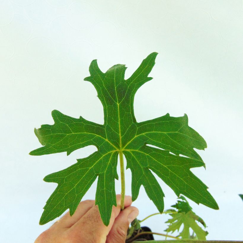 Ligularia przewalskii - Kerzen-Greiskraut (Foliage)