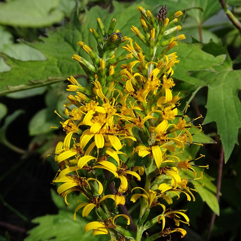 Ligularia przewalskii - Kerzen-Greiskraut (Flowering)