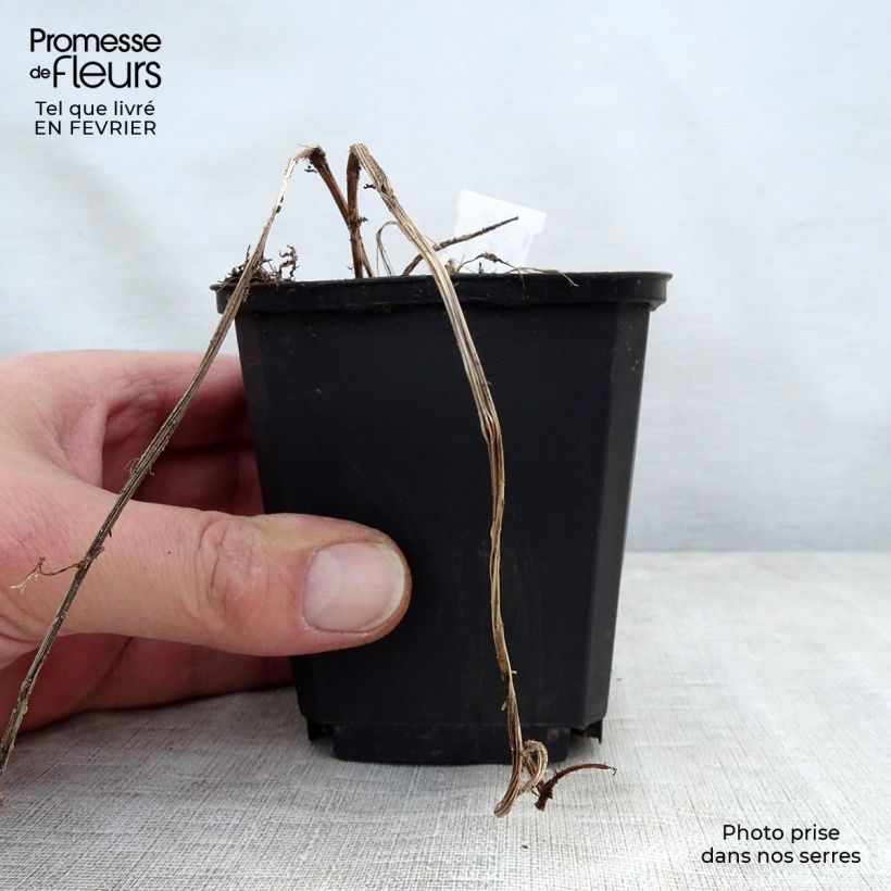 Exemplar von Ligularia stenocephala - Kerzen-Goldkolben Kleine Töpfe von 8/9 cm wie im Winter geliefert