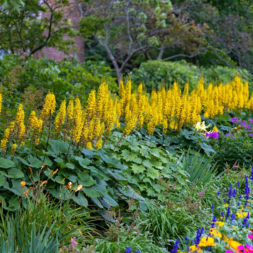 Ligularia stenocephala Little Rocket - Kerzen-Goldkolben (Plant habit)