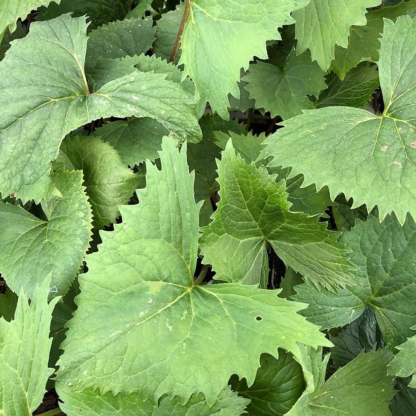 Ligularia stenocephala The Rocket - Kerzen-Goldkolben (Foliage)