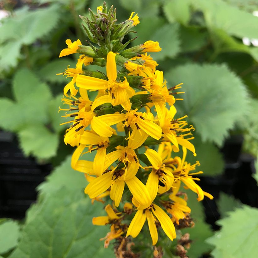 Ligularia stenocephala The Rocket - Kerzen-Goldkolben (Flowering)