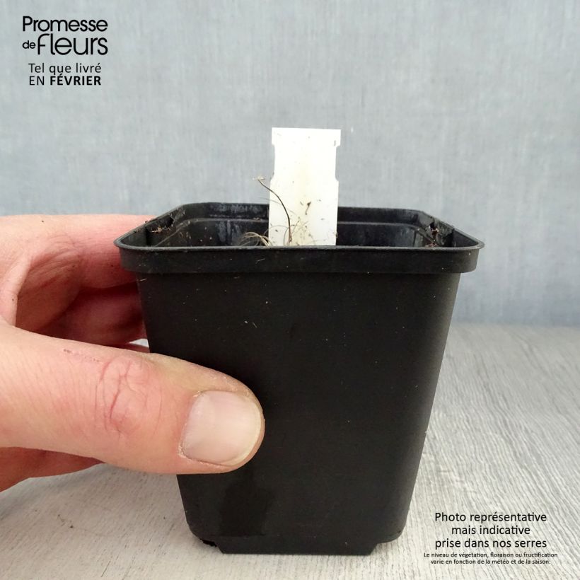 Exemplar von Ligularia hessei Lanternchern - Hesses-Goldkolben Kleine Töpfe von 8/9 cm wie im Winter geliefert