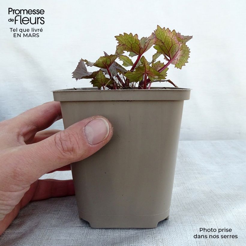 Exemplar von Ligularia hessei Lanternchern - Hesses-Goldkolben Kleine Töpfe von 8/9 cm wie im Frühjahr geliefert