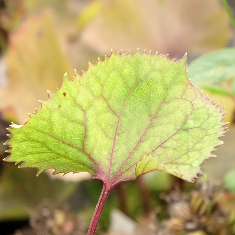 Ligularia hessei Lanternchern - Hesses-Goldkolben (Foliage)