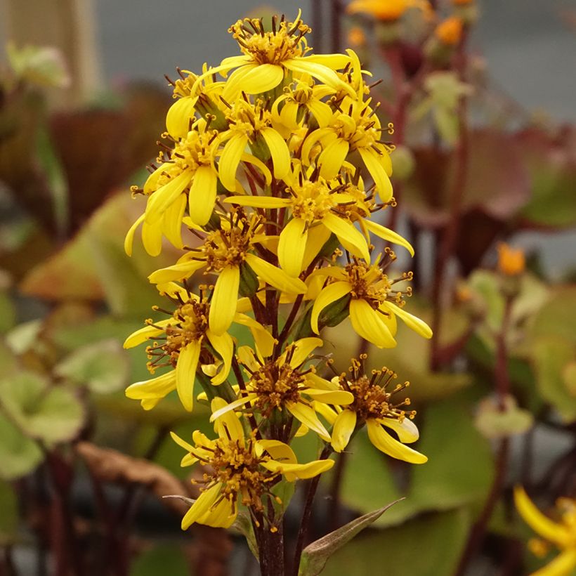Ligularia hessei Lanternchern - Hesses-Goldkolben (Flowering)
