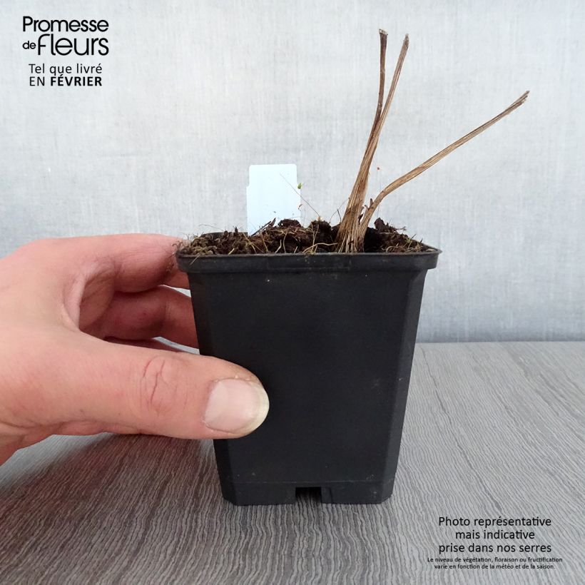 Exemplar von Ligularia hessei - Hesses-Goldkolben Kleine Töpfe von 8/9 cm wie im Winter geliefert