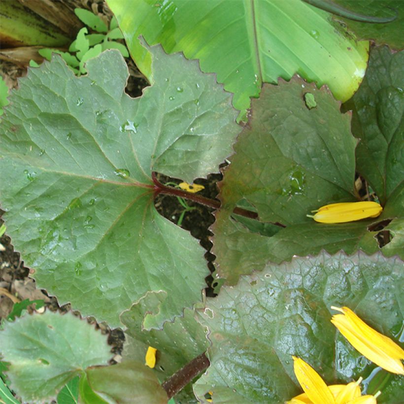 Ligularia Gregynog Gold - Goldkolben (Foliage)