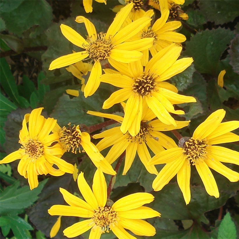 Ligularia Gregynog Gold - Goldkolben (Flowering)