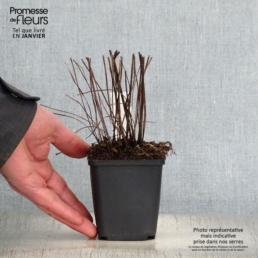 Exemplar von Ligularia Osiris Fantaisie - Goldkolben Kleine Töpfe von 8/9 cm wie im Winter geliefert