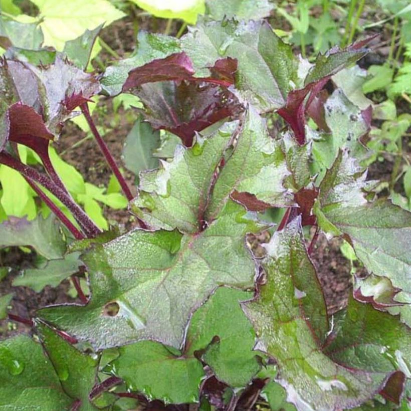 Ligularia Osiris Fantaisie - Goldkolben (Foliage)