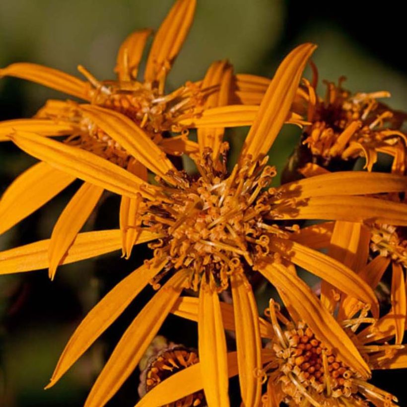 Ligularia Osiris Fantaisie - Goldkolben (Flowering)