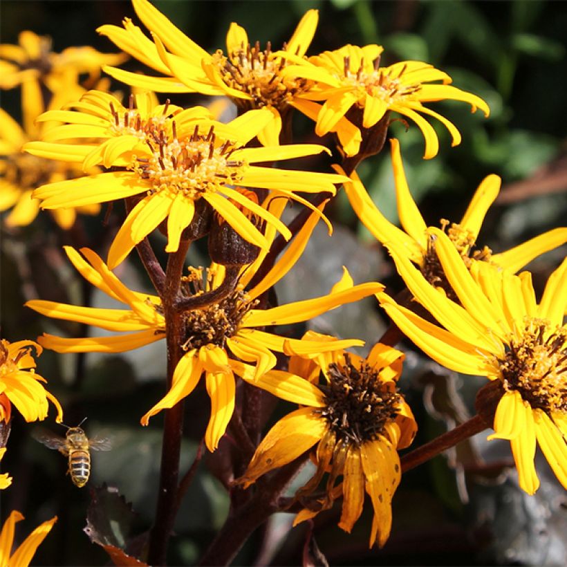 Ligularia dentata Britt-Marie Crawford - Strauß-Goldkolben (Flowering)