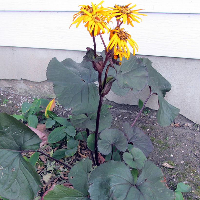 Ligularia dentata Britt-Marie Crawford - Strauß-Goldkolben (Plant habit)