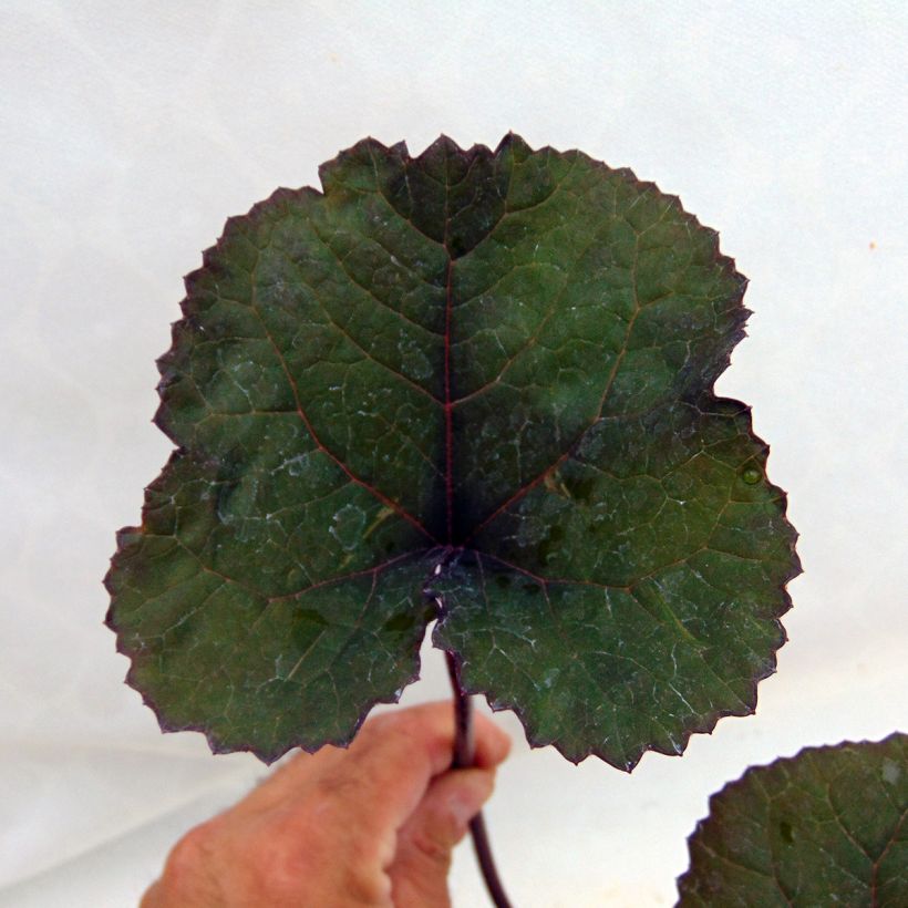 Ligularia dentata Britt-Marie Crawford - Strauß-Goldkolben (Foliage)
