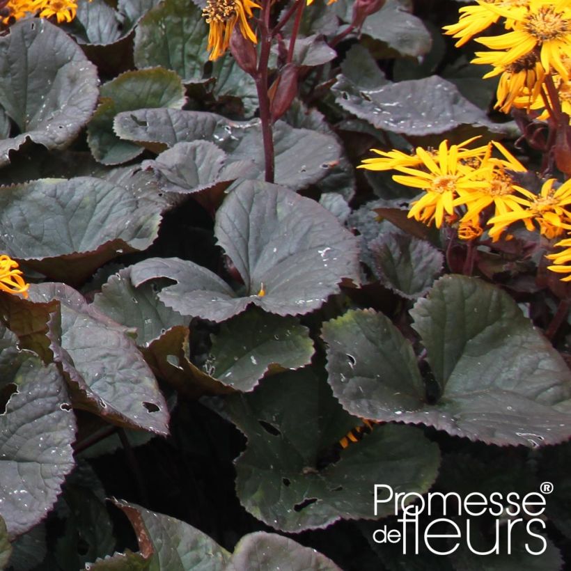 Ligularia dentata Dark Beauty - Strauß-Goldkolben (Foliage)