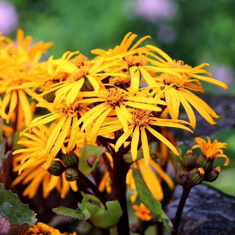 Ligularia dentata Dark Beauty - Strauß-Goldkolben (Flowering)