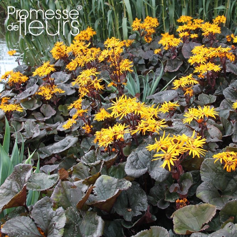 Ligularia dentata Dark Beauty - Strauß-Goldkolben (Plant habit)