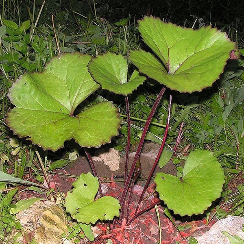 Ligularia dentata Desdemona - Strauß-Goldkolben (Foliage)