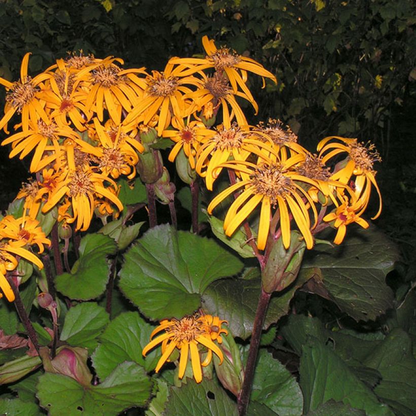 Ligularia dentata Desdemona - Strauß-Goldkolben (Flowering)