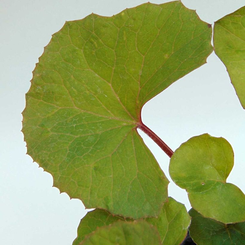 Ligularia dentata - Strauß-Goldkolben (Foliage)