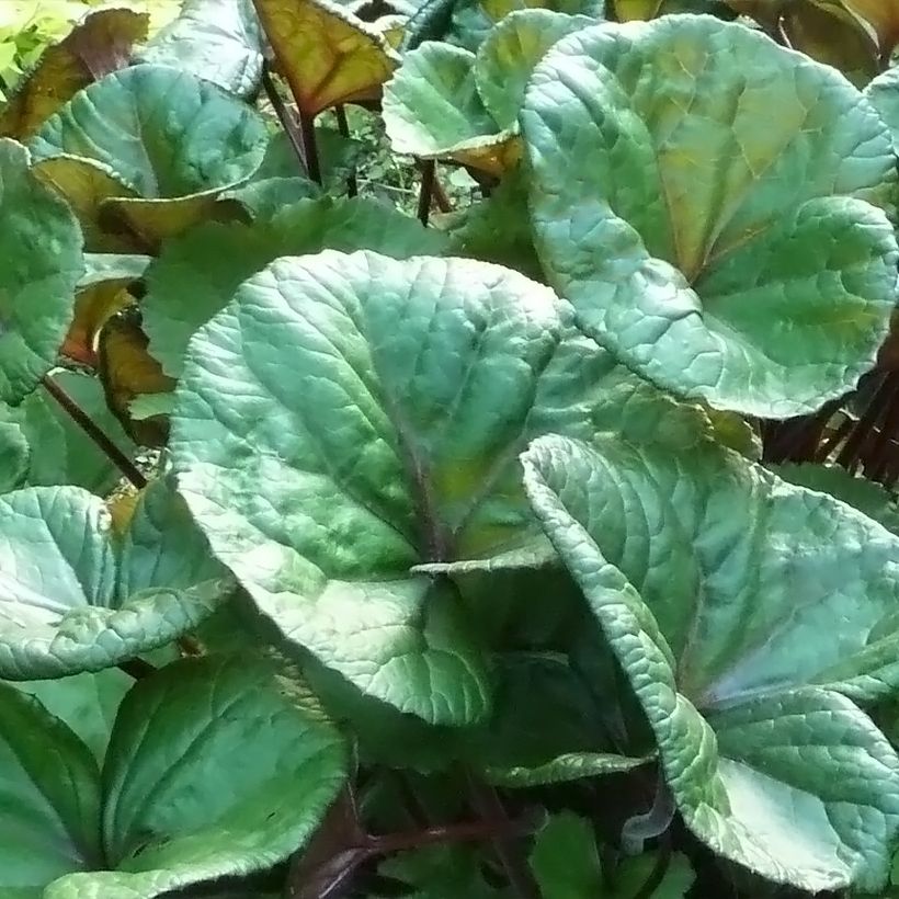 Ligularia dentata Othello - Strauß-Goldkolben (Foliage)