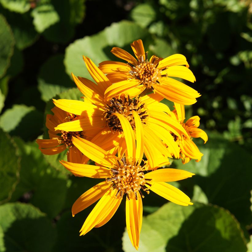 Ligularia dentata Othello - Strauß-Goldkolben (Flowering)
