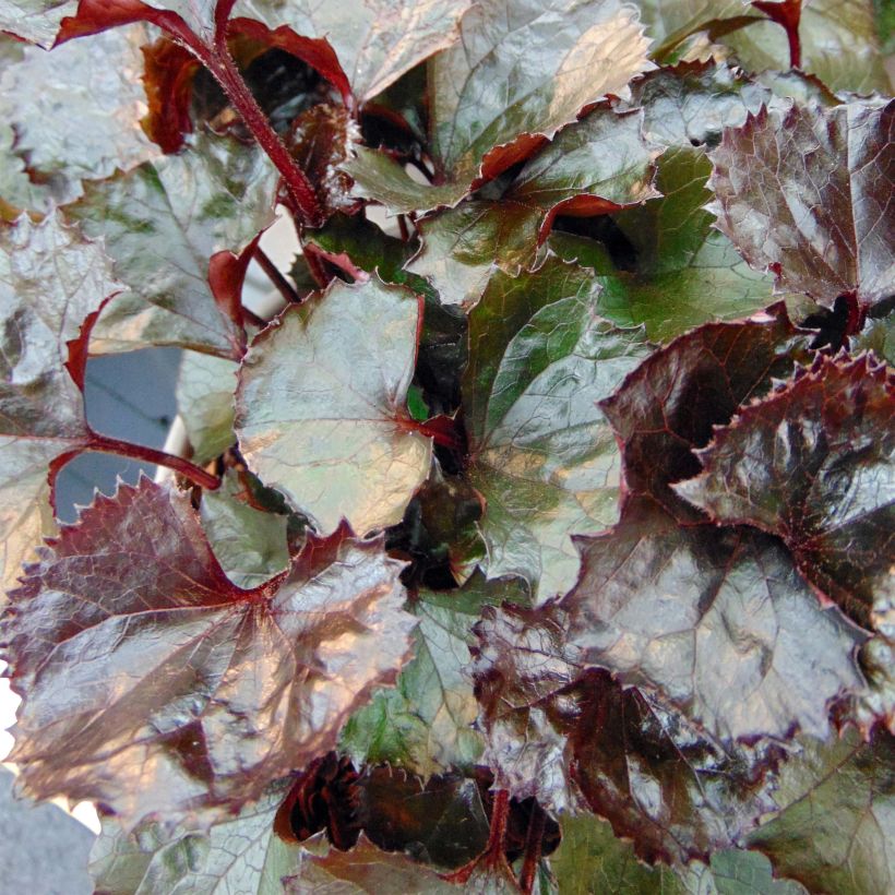 Ligularia dentata Pandora - Strauß-Goldkolben (Foliage)